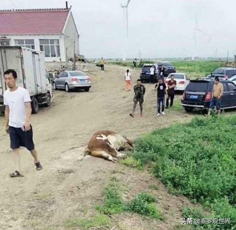 开车撞死羊后逃构成犯罪吗