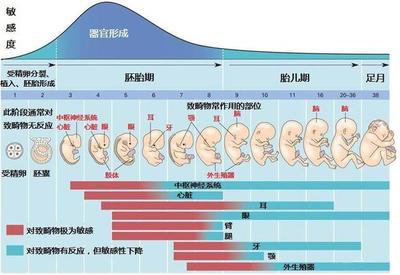 怀孕的变化