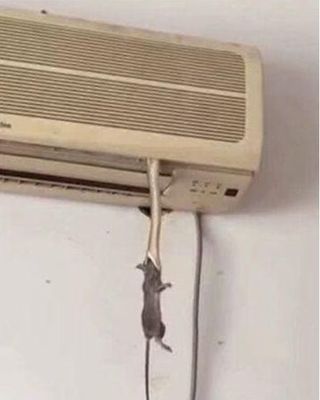 如何赶走空调内机老鼠