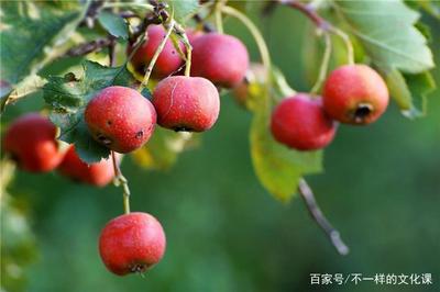 怀孕能不能吃山楂片