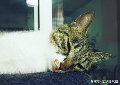 做梦梦到自己吐了