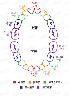 宝宝乳牙有几颗