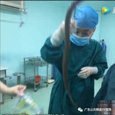 松鼠肛门突出来怎么办