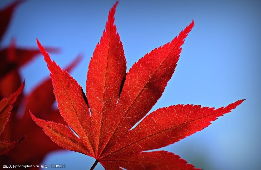 红叶的寓意