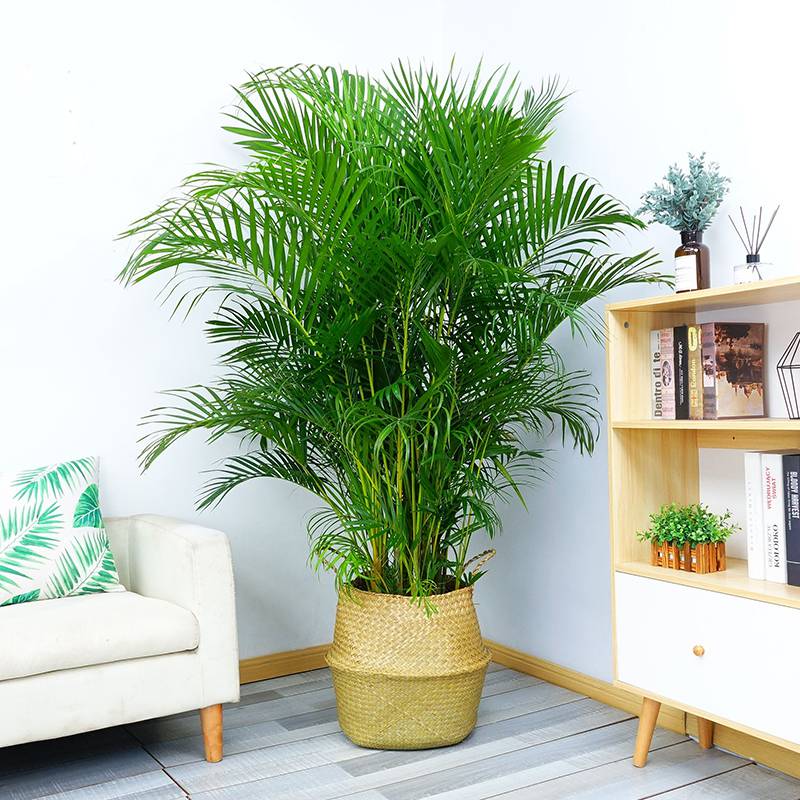 室内花草植物