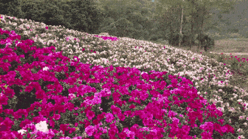 公园里的鲜花怎么样开放着