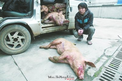 孕妇梦见死猪是什么意思