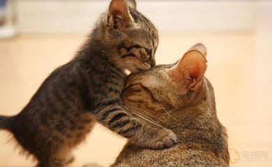产后的猫体温多少正常