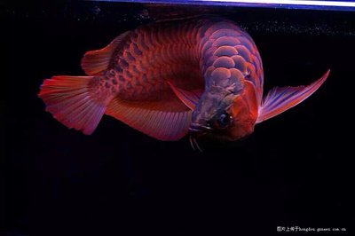 The Majestic <strong><mark>arowana</mark></strong> in Russia: A Comprehensive Guide to the Location, Distribution, Business Hours, and Products Available