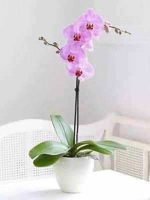 什么鲜花适合放在卧室