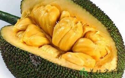 怀孕的人可以吃菠萝蜜吗