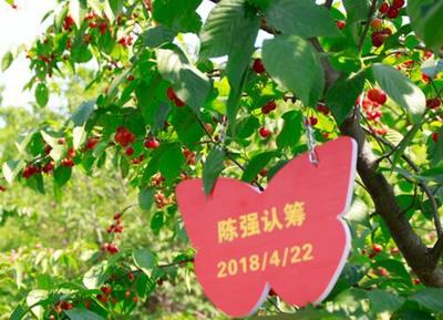 洛阳周边樱桃园