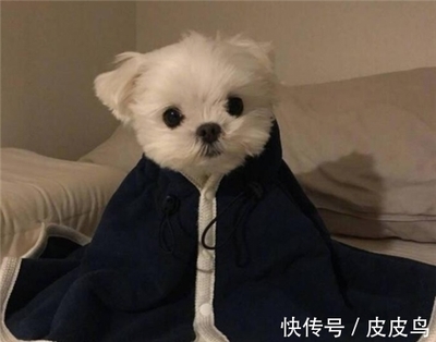 继承遗产的狗