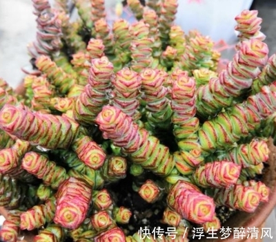 景天名字寓意