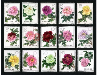 菊花代表什么生肖