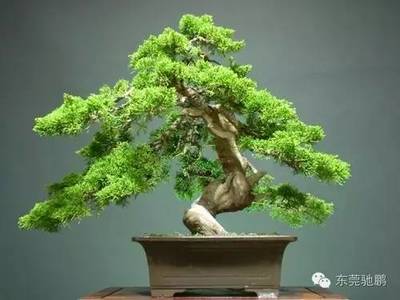 丁香对孕妇有影响吗