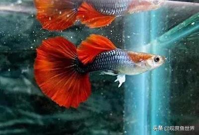 鱼尾烂了怎么治疗