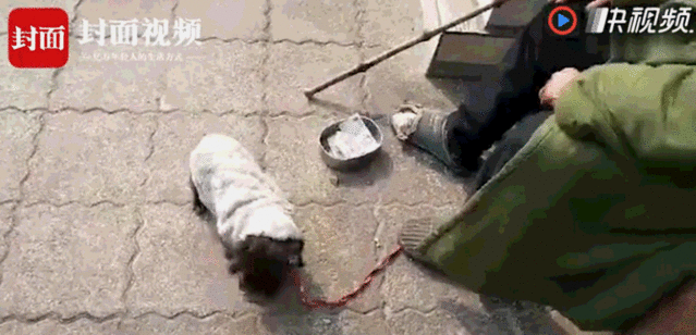 宠物狗受伤不能吃什么食物