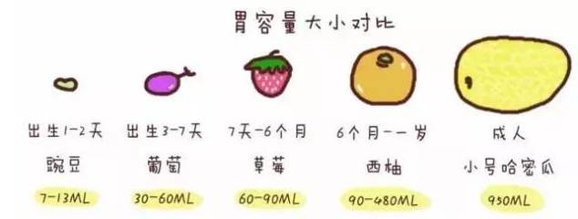 六个月的宝宝胃有多大