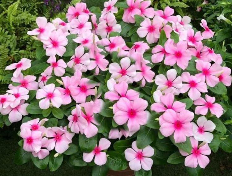 花好听的名字