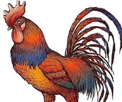 属鸡的命运如何