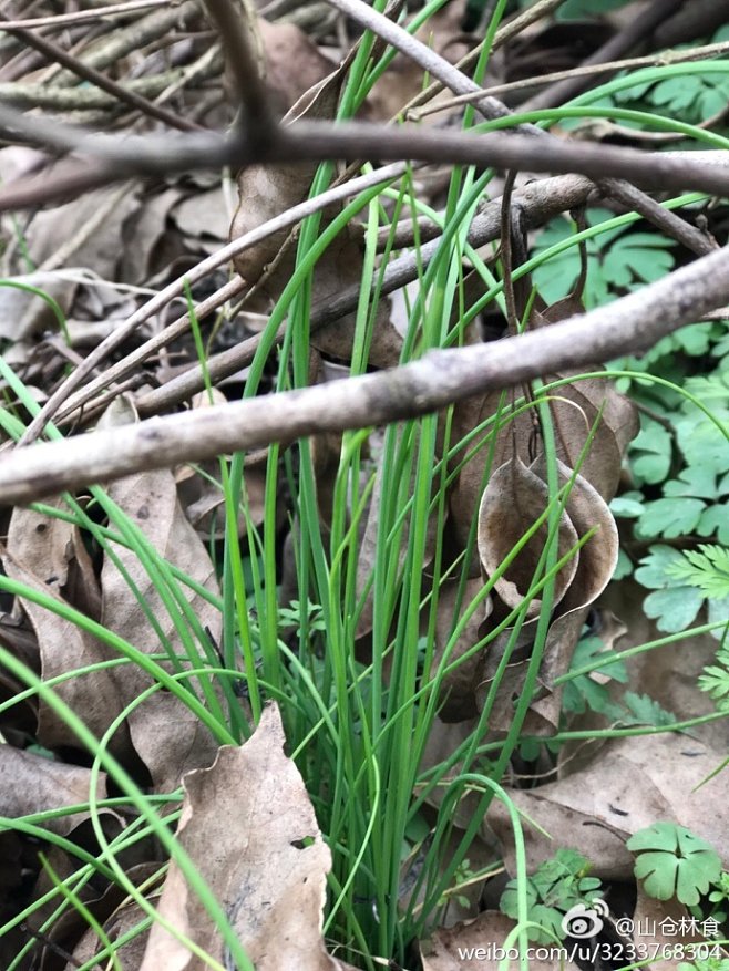 马头草有什么功效