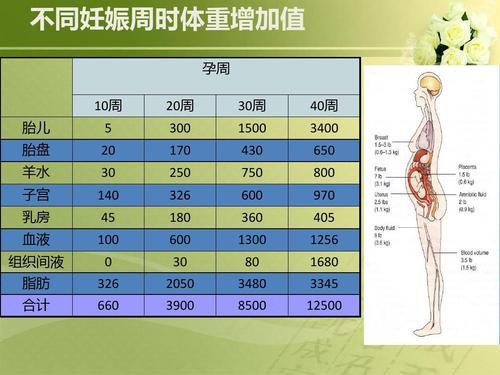 孕妇几个月体重开始增加