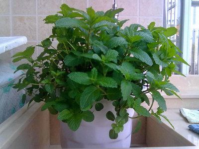 适合养在卫生间的植物