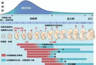 胎儿发育畸形
