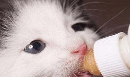 怎么给小猫喂奶粉