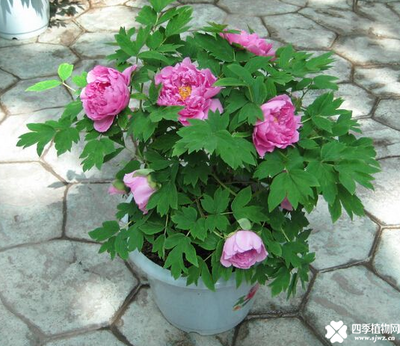 牡丹花在家里养好不好