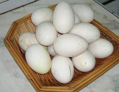 做梦捡鸭蛋是什么意思