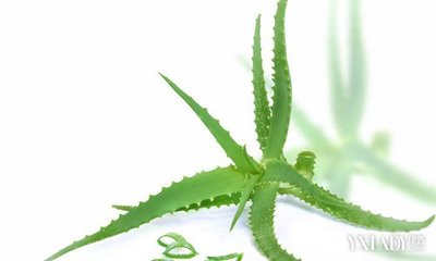怎样用蜂蜜祛痘