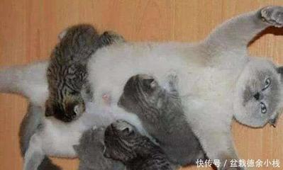 猫咪怀孕一个月