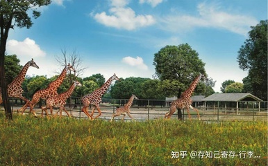 南京有哪些动物园