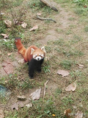 南京有哪些动物园
