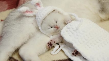 孕妇梦见好多猫
