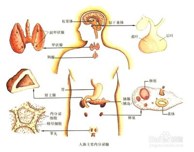 鼻梁长痘痘的原因