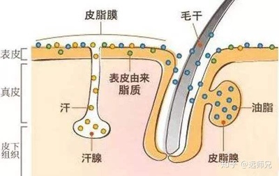 喝纯牛奶是不是会长痘痘