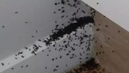 厨房进了蚂蚁怎么办