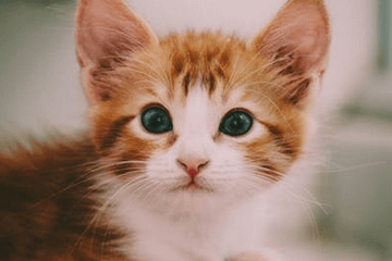 美短猫取名字大全