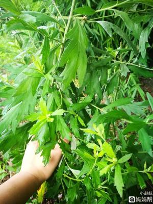 怀孕初期可以吃艾草吗