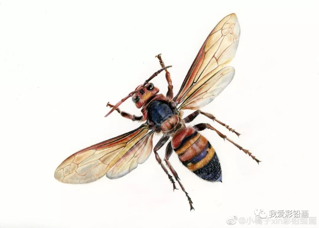 简单的小蜜蜂怎么画