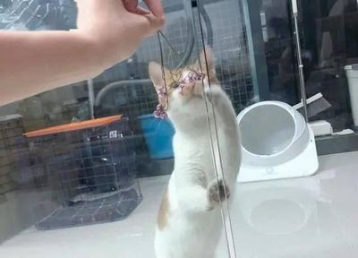 怀孕的猫咪可以洗澡吗