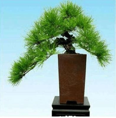 松是什么生肖