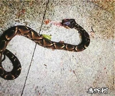 梦见一条蛇被别人打死
