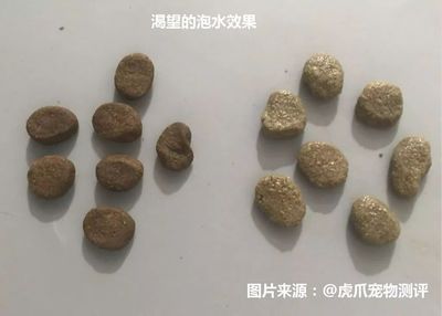 狗粮泡水要泡多少钱