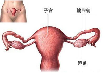 输卵管伞端粘连应该怎么治疗