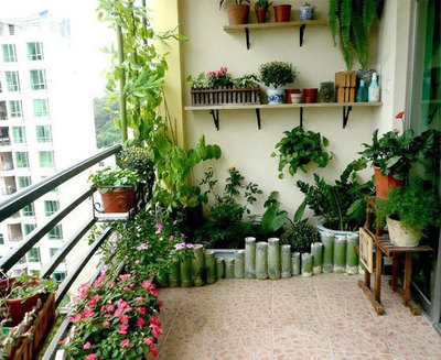 阳台适合种什么植物