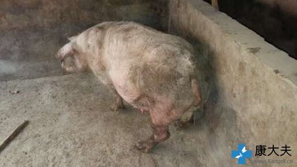 怀孕母猪呕吐怎么治疗